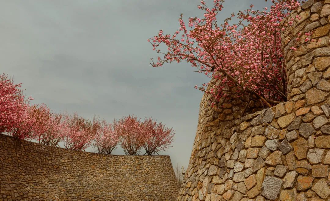 1734677313213465.jpg 1734677249870.jpg