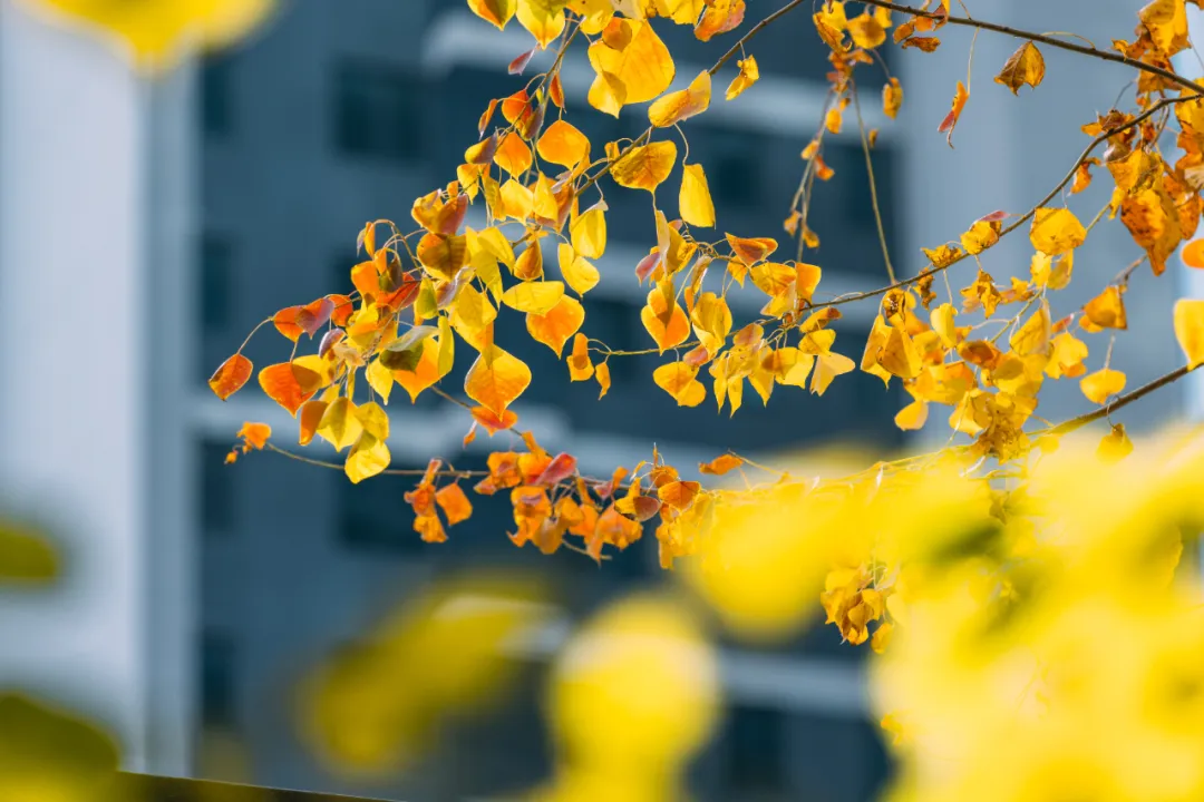 1737338836988763.jpg 1737338752528.jpg