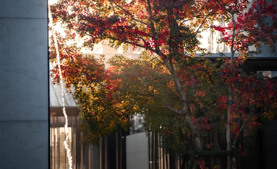 1737341023177943.jpg 1737340970718.jpg